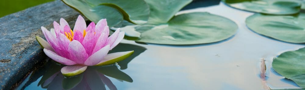 lotus in peaceful pond